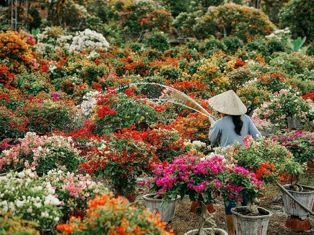 Triển lãm Làng Hoa Chợ Lách Bến Tre